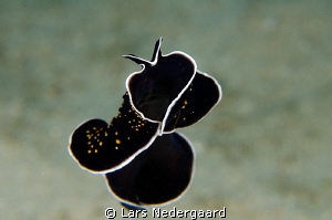 Nikon D7000, 60mm +6 diopter, shot while swimming towards... by Lars Nedergaard 